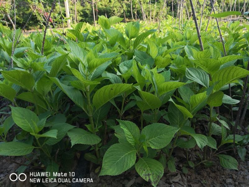 基地供应八仙花1一3年生，八仙花产地/图片/行情