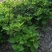 基地供应八仙花1一3年生，八仙花产地/图片/行情