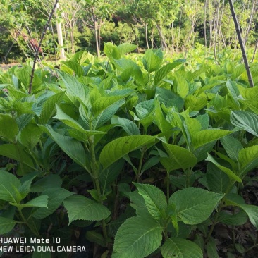 基地供应八仙花1一3年生，八仙花产地/图片/行情