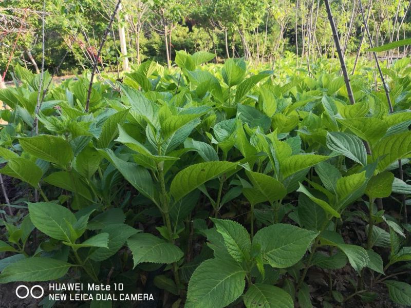 基地供应八仙花1一3年生，八仙花产地/图片/行情