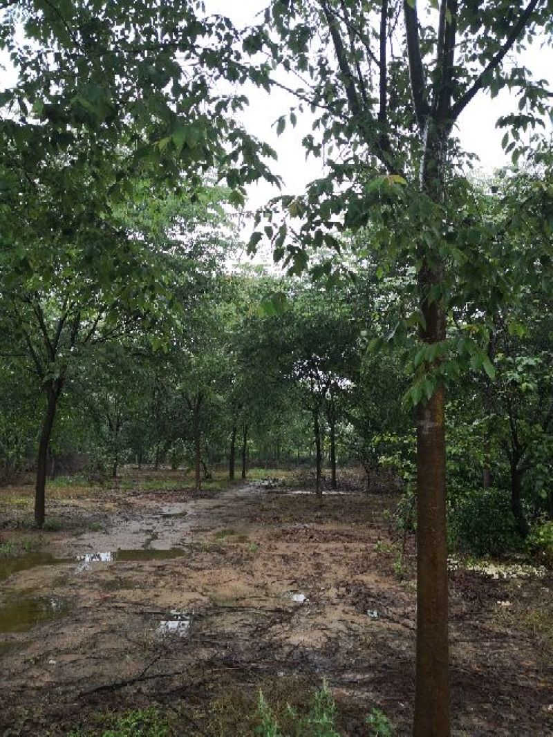 基地供应榉树1一40公分！榉树价格/产地/行情