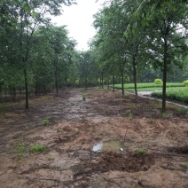 基地供应榉树1一40公分！榉树价格/产地/行情