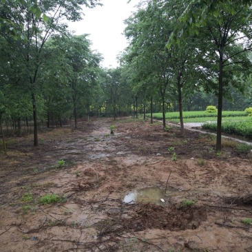 基地供应榉树1一40公分！榉树价格/产地/行情