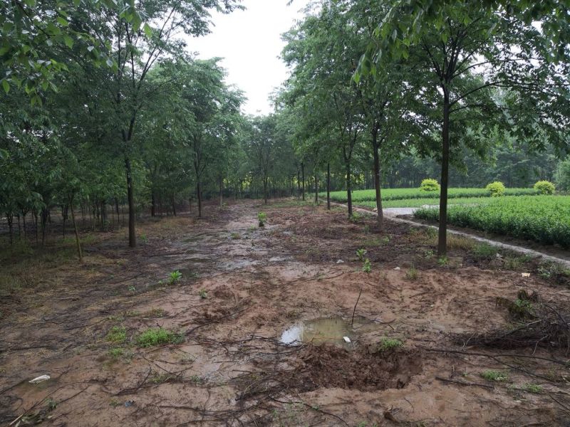 基地供应榉树1一40公分！榉树价格/产地/行情