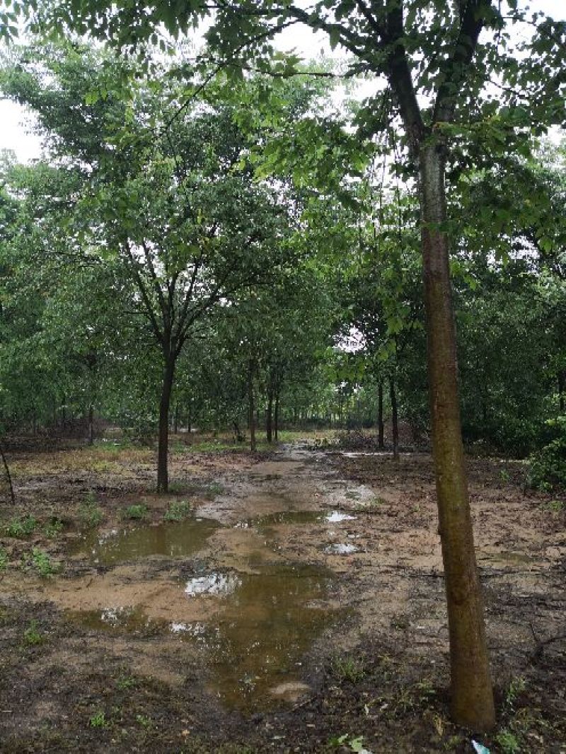 基地供应榉树1一40公分！榉树价格/产地/行情