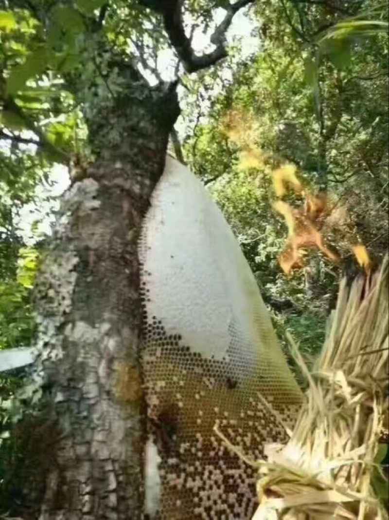 土蜂蜜1斤