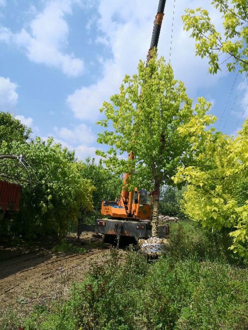 基地特价供应金叶复叶槭1一25公分