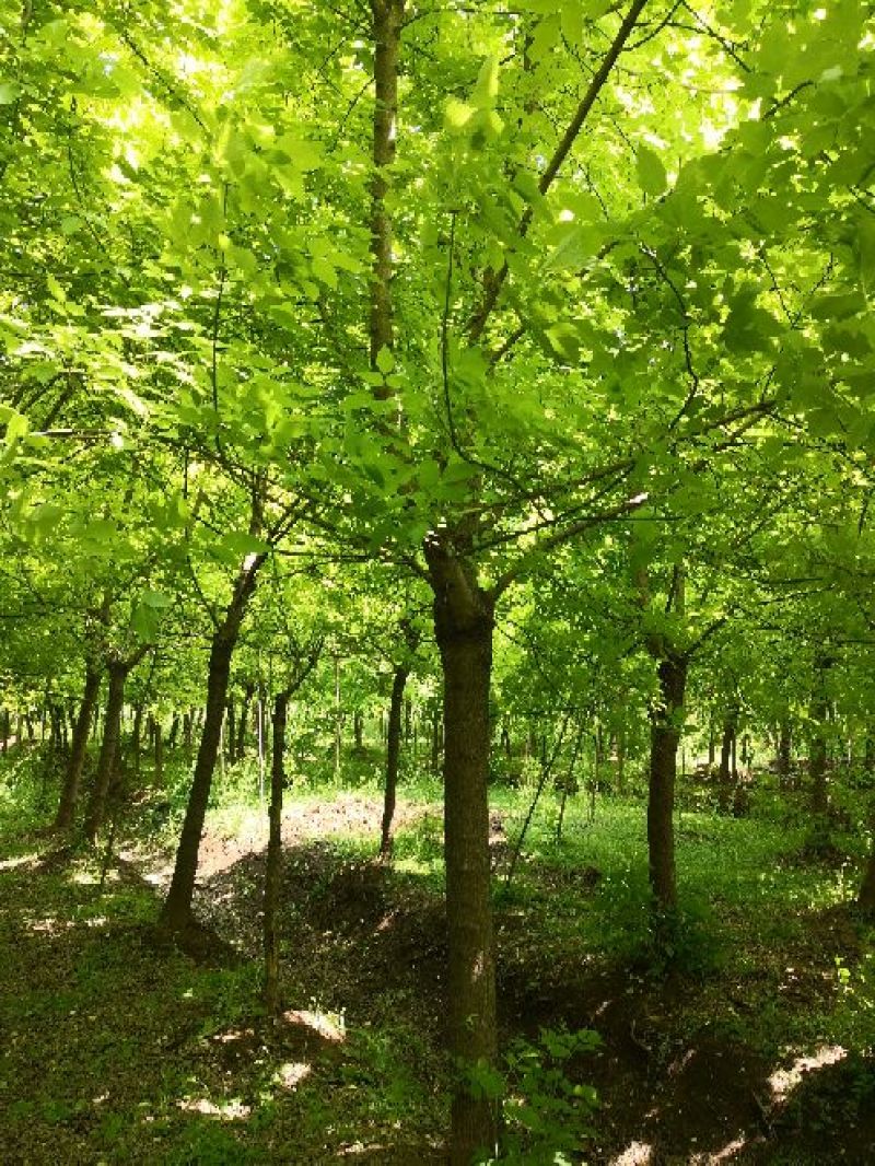 基地特价供应金叶复叶槭1一25公分