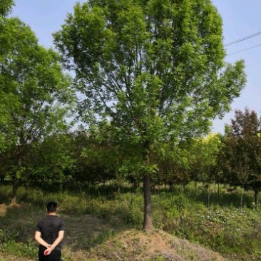 基地供应白蜡1一25公分！白蜡行情/图片/产地