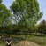 基地供应白蜡1一25公分！白蜡行情/图片/产地