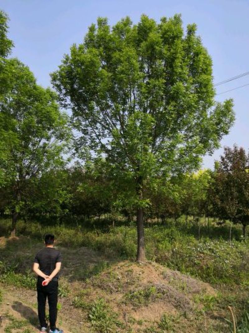基地供应白蜡1一25公分！白蜡行情/图片/产地