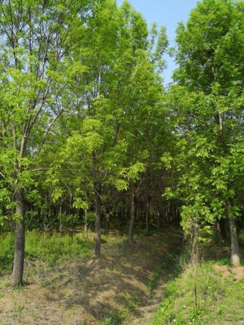 基地供应白蜡1一25公分！白蜡行情/图片/产地