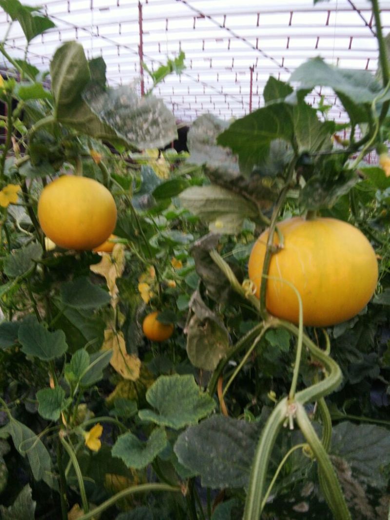 伊莉莎白