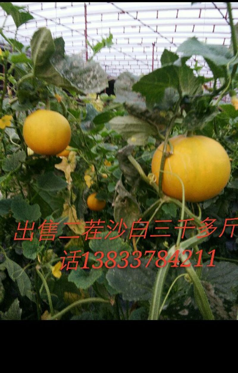 伊莉莎白
