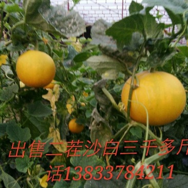 伊莉莎白
