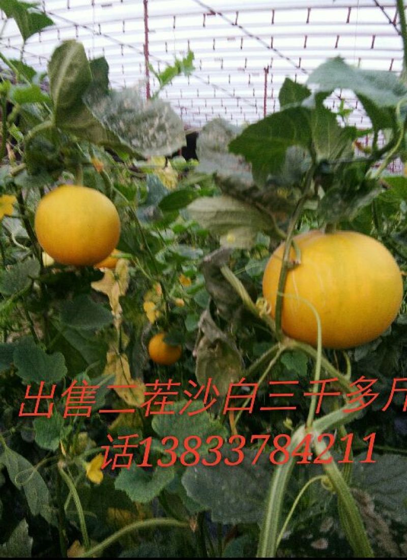 伊莉莎白
