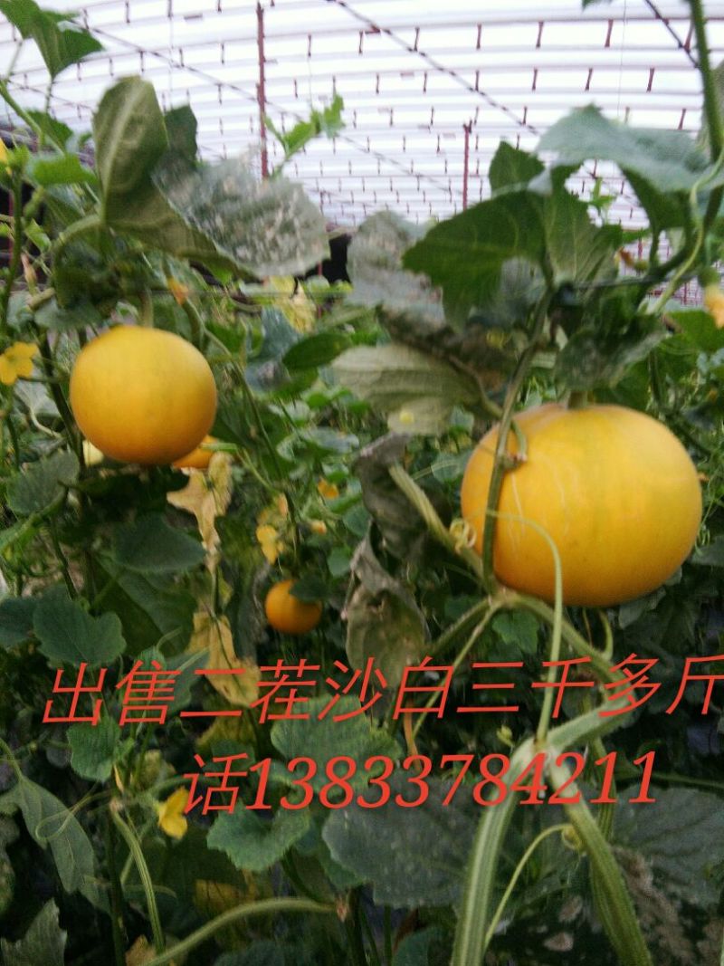 伊莉莎白