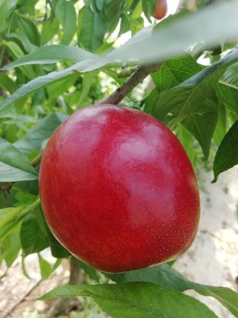 油桃