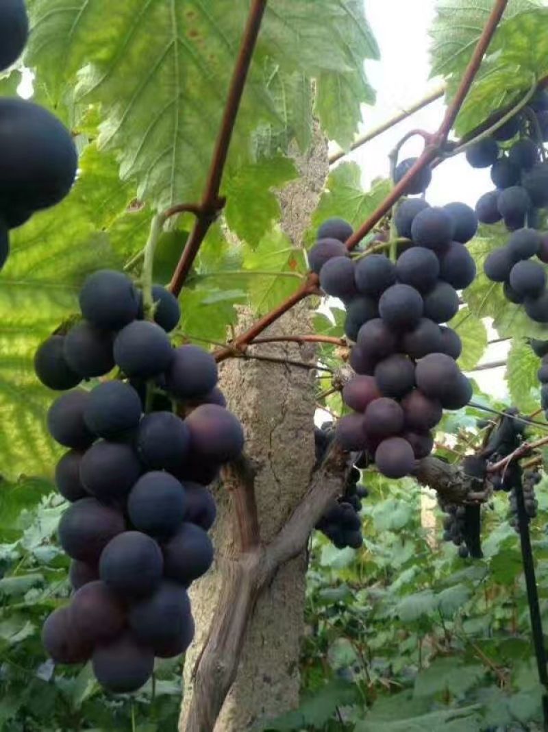 大棚葡萄