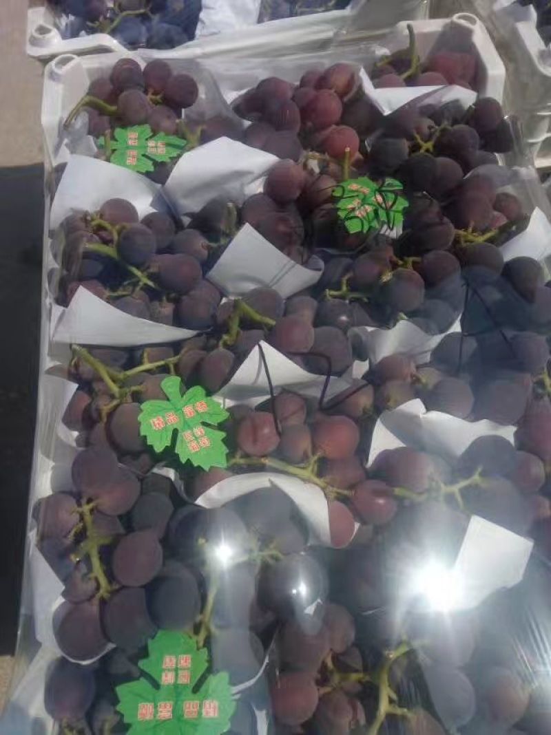 大棚葡萄
