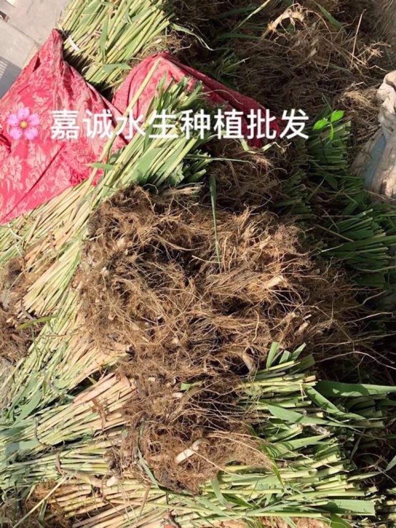芦苇苗