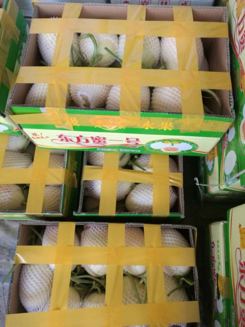 陕西东方蜜白甜瓜精品1斤以上