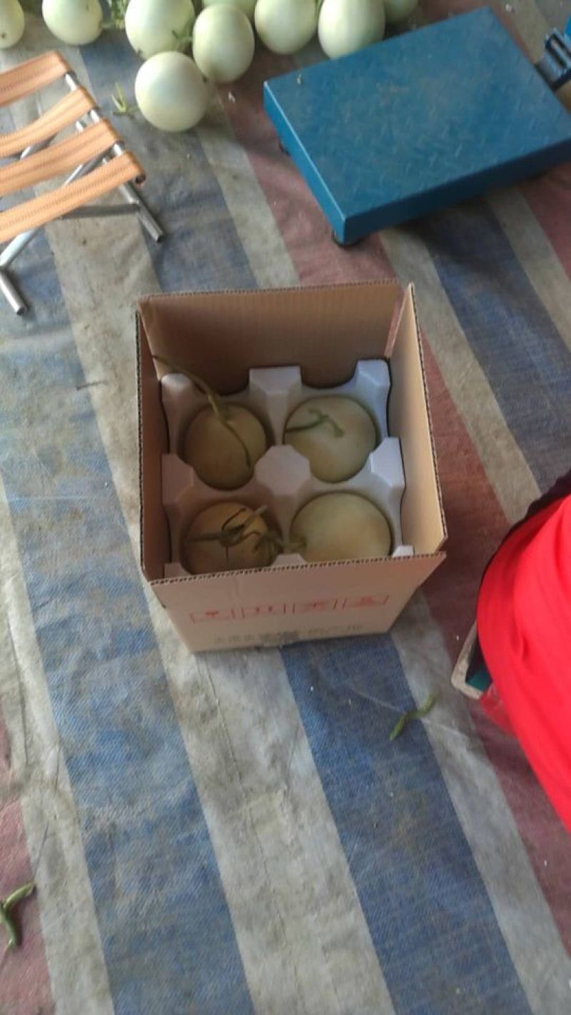 陕西东方蜜白甜瓜精品1斤以上