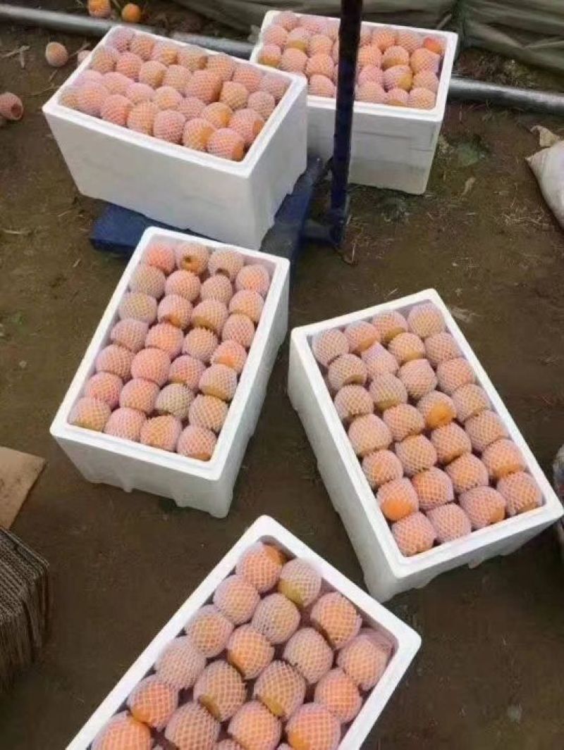 金太阳杏产地价格，丰源红杏产地价格，货源充足。