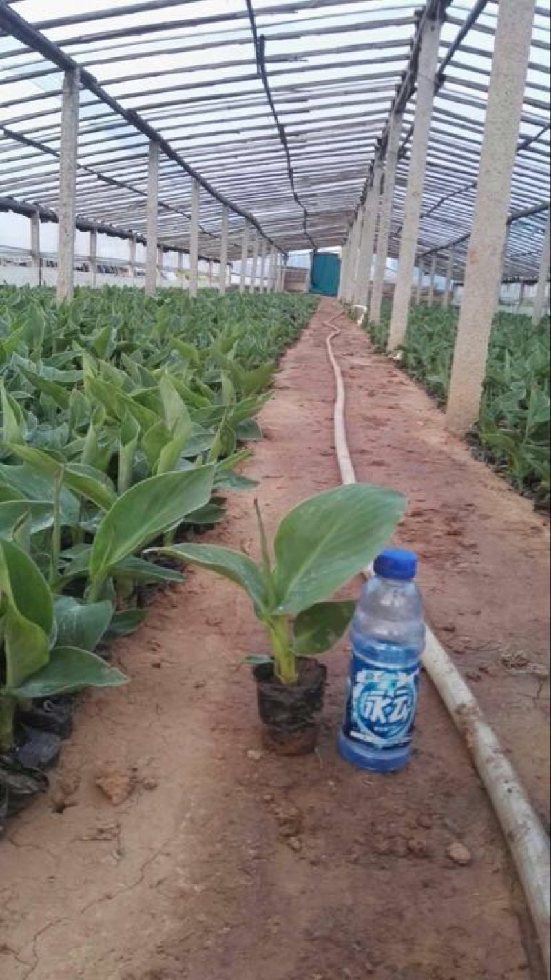 水葱水生植物的一种