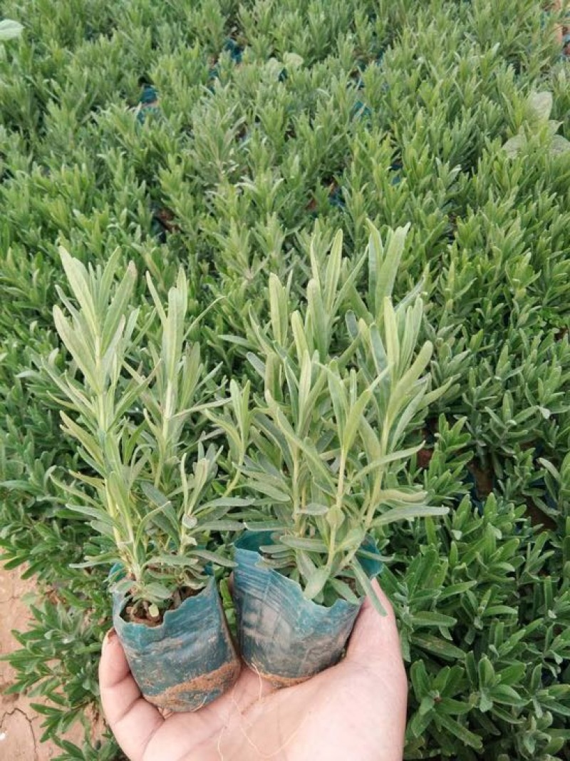 水葱水生植物的一种