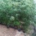 水葱水生植物的一种