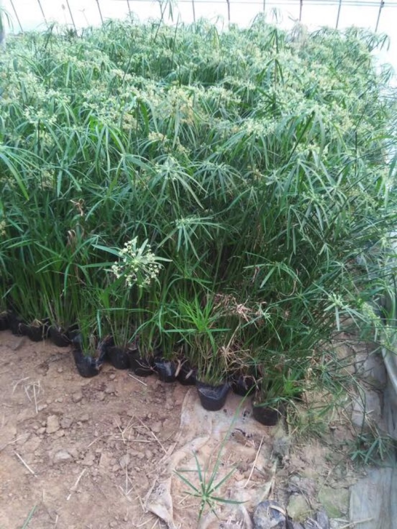 水葱水生植物的一种
