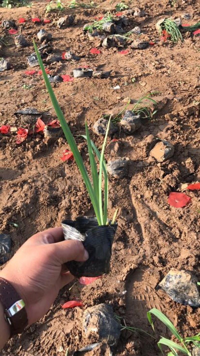 水葱水生植物的一种