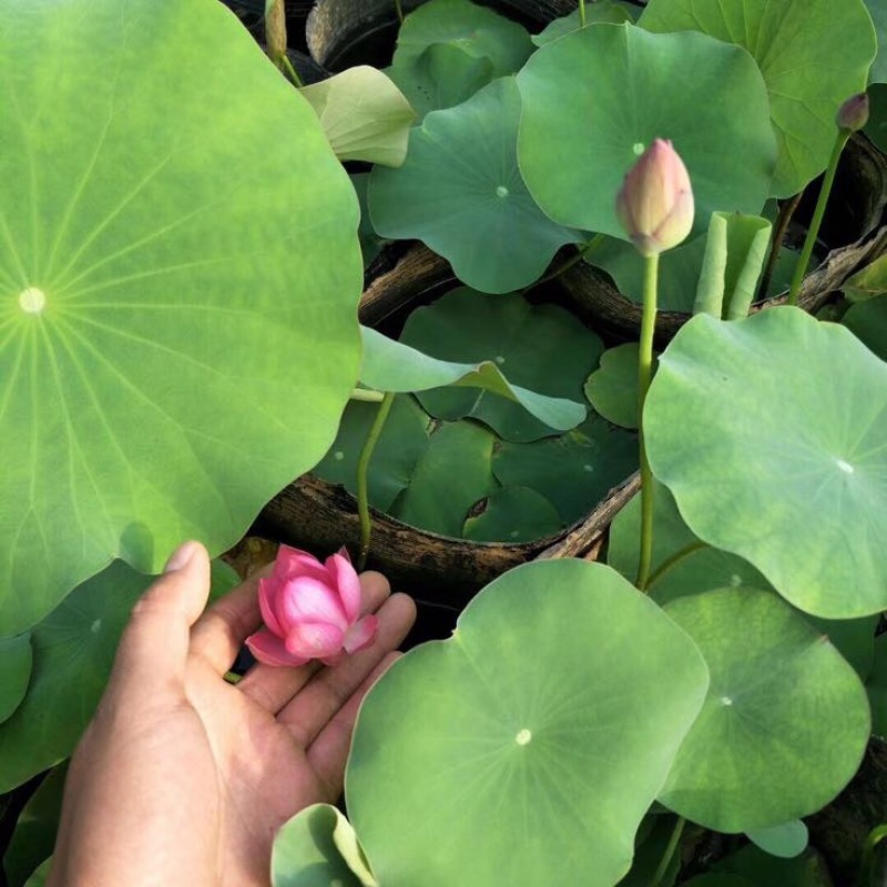 水葱水生植物的一种