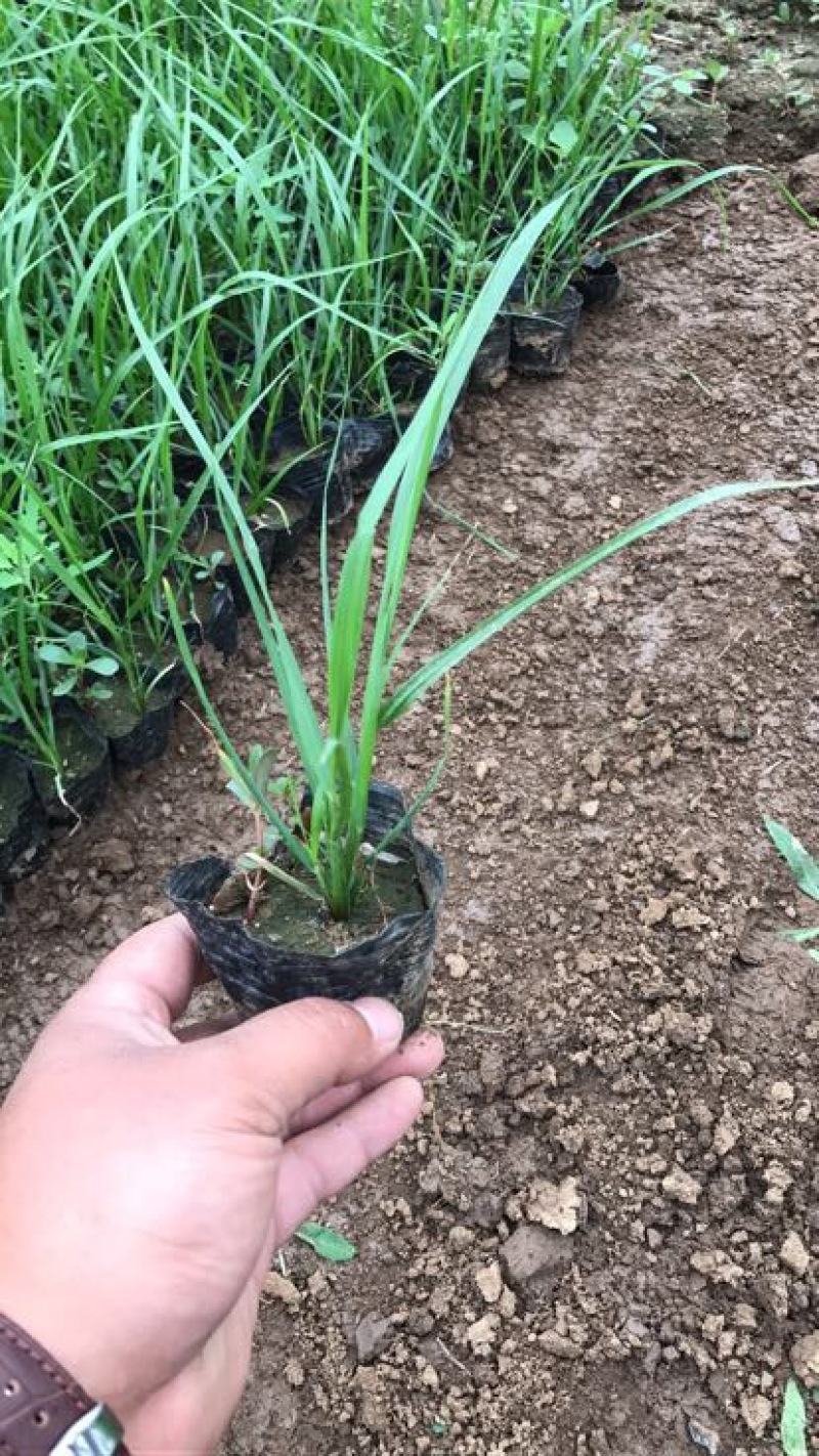 水葱水生植物的一种