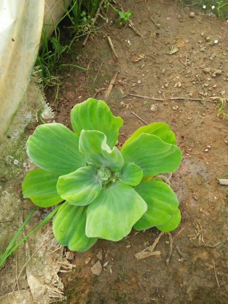 水葱水生植物的一种