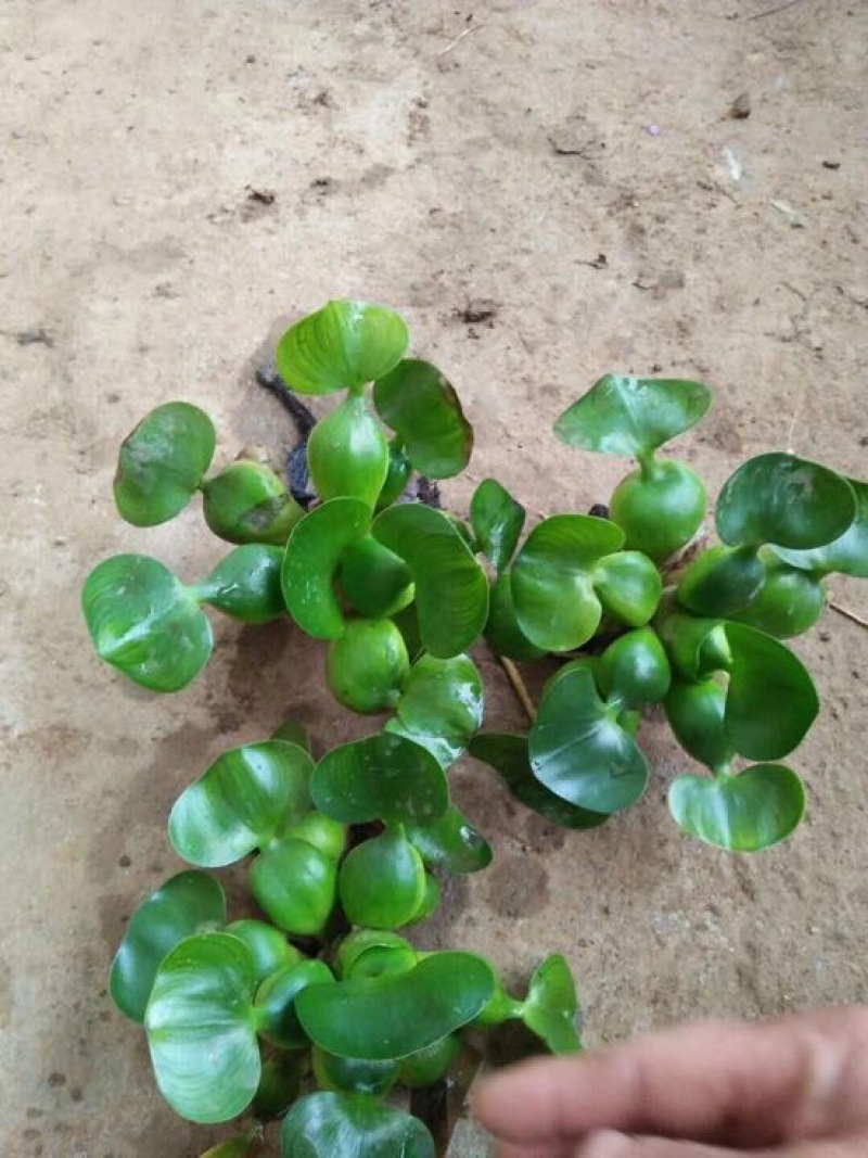 水葱水生植物的一种