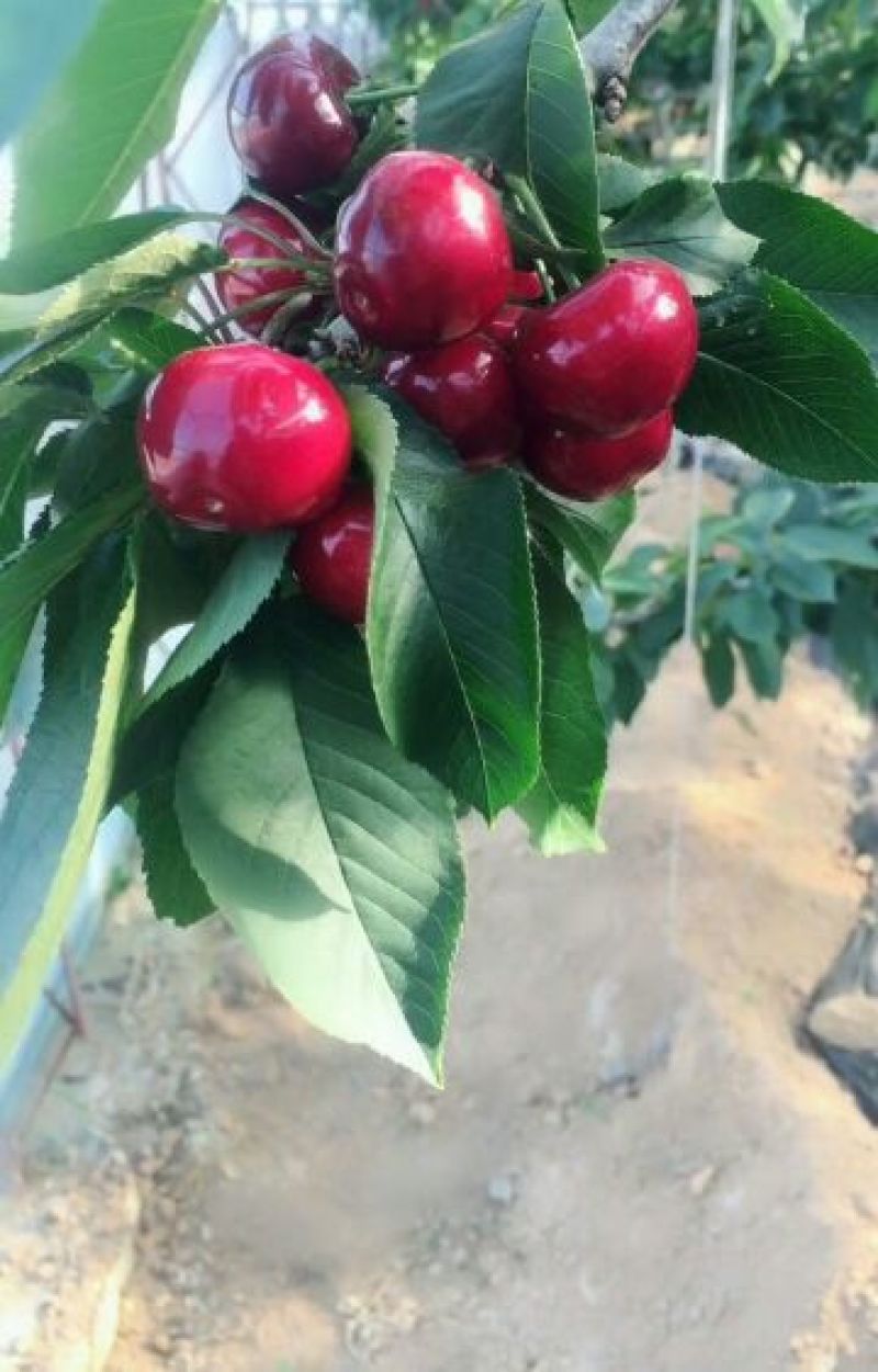 茂县大樱桃