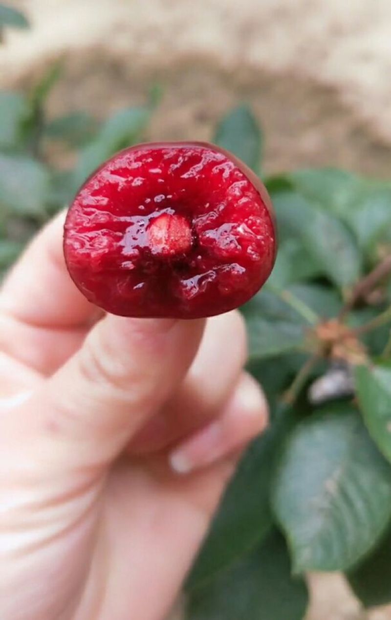 茂县大樱桃