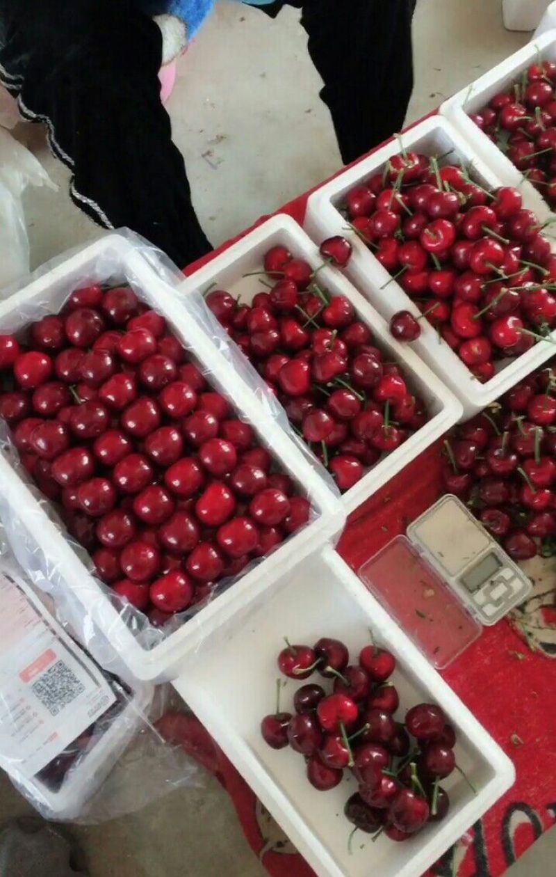 茂县大樱桃