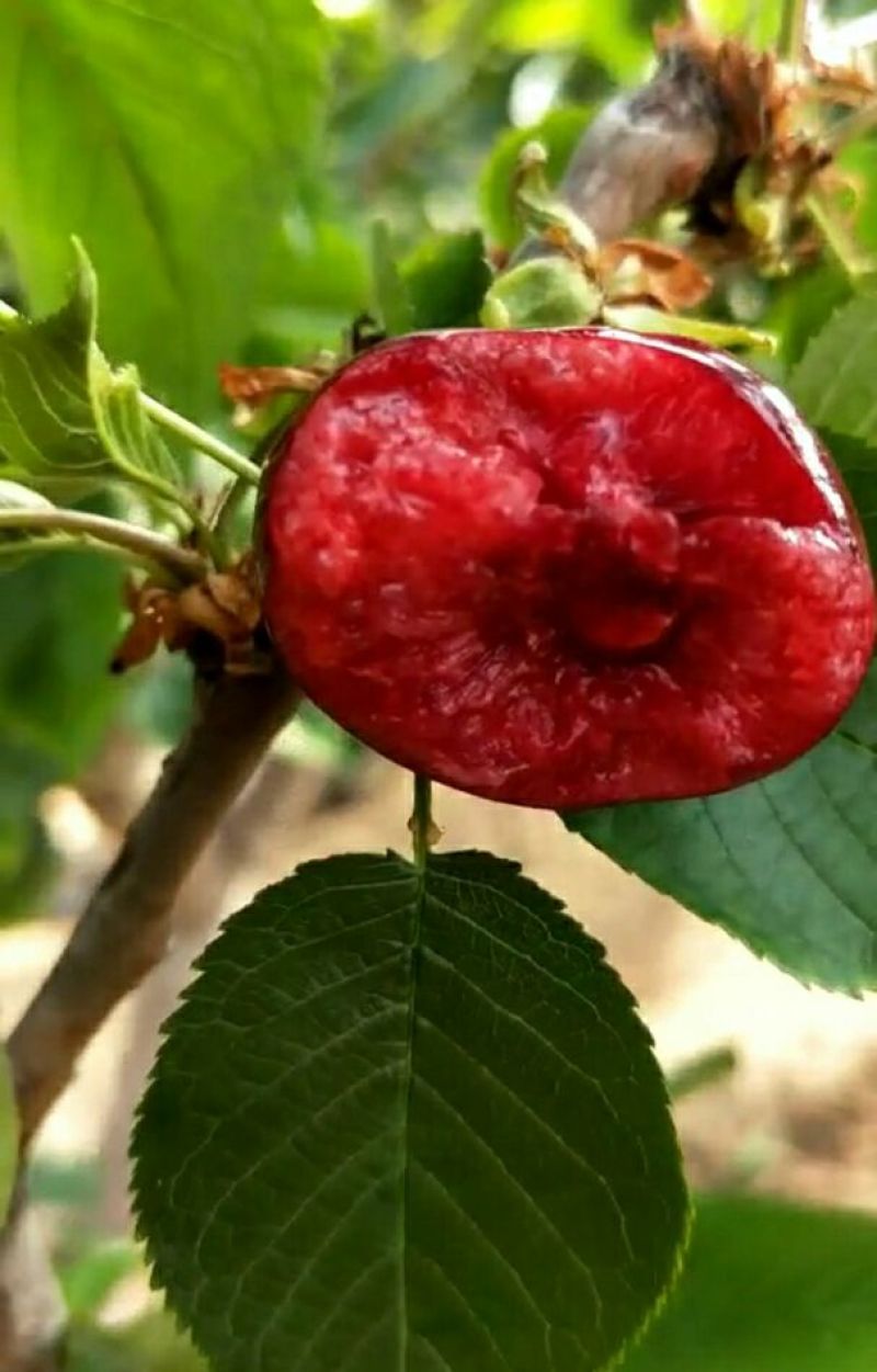 茂县大樱桃