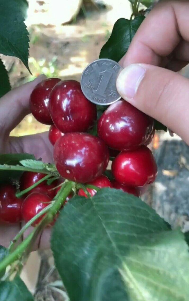 茂县大樱桃