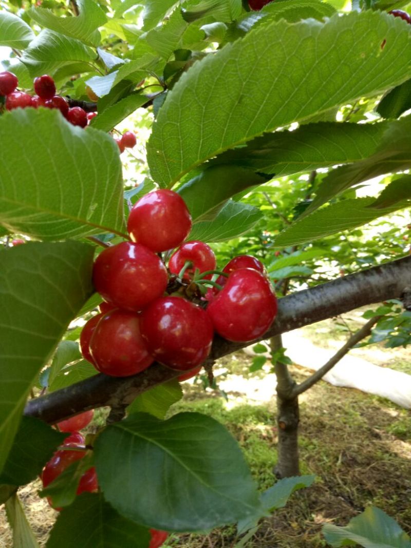 茂县大樱桃
