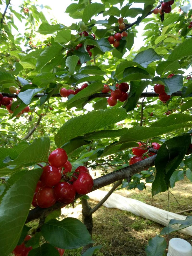 茂县大樱桃