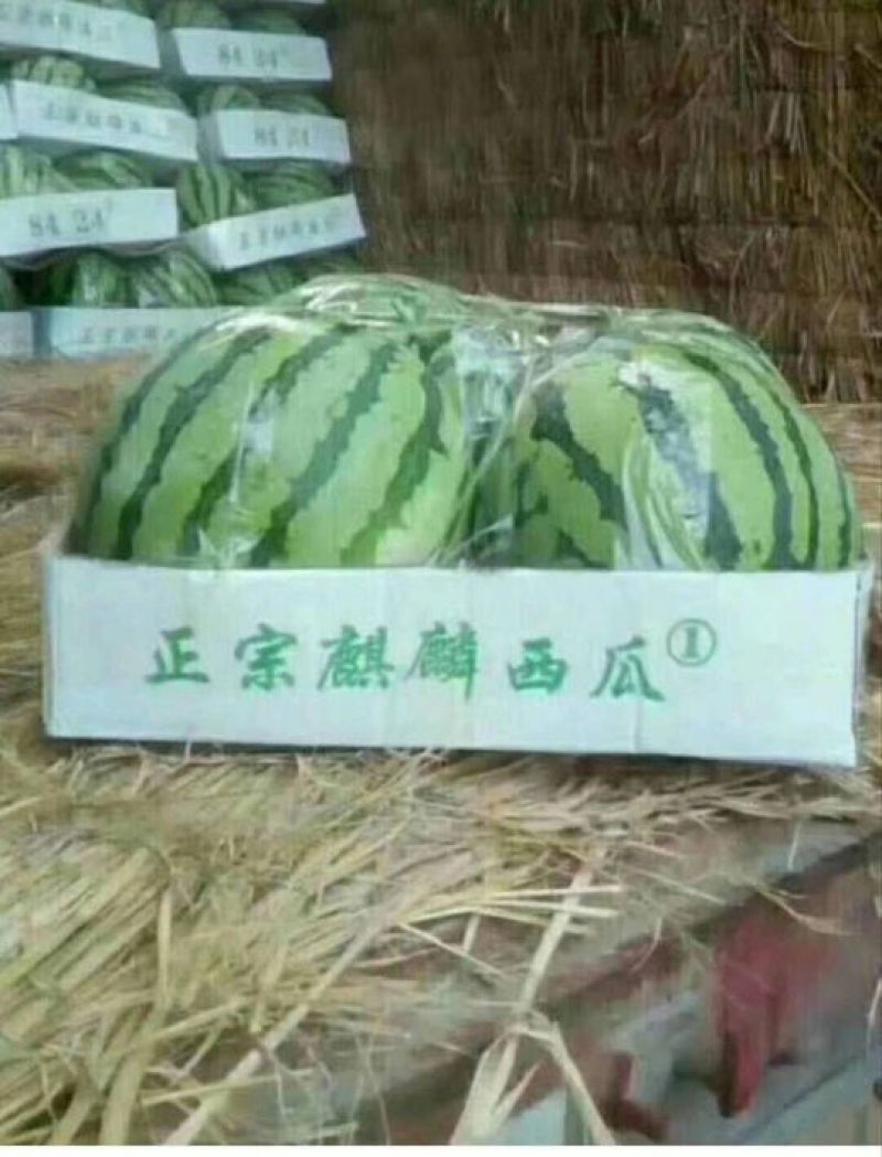 8424，美都，无子产地果园基地寻找长期合作伙伴