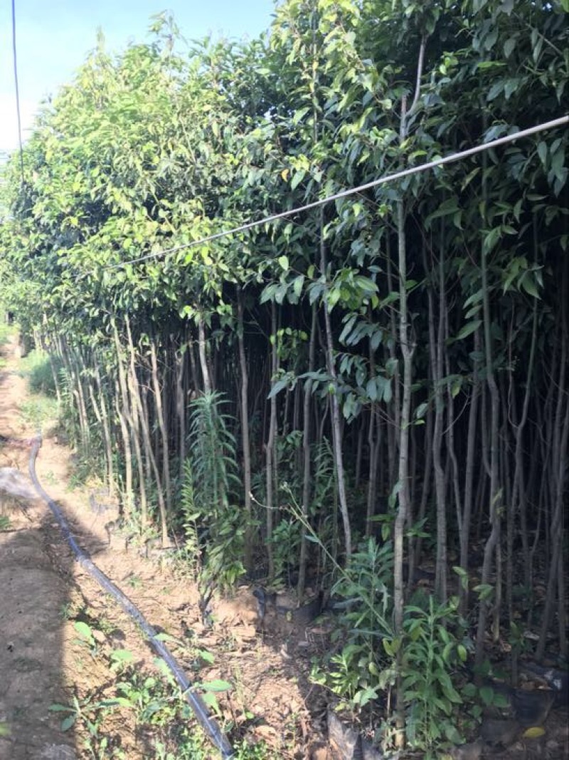 天竺桂（诚信经营以质量求生存）