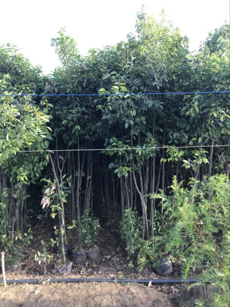 天竺桂（诚信经营以质量求生存）