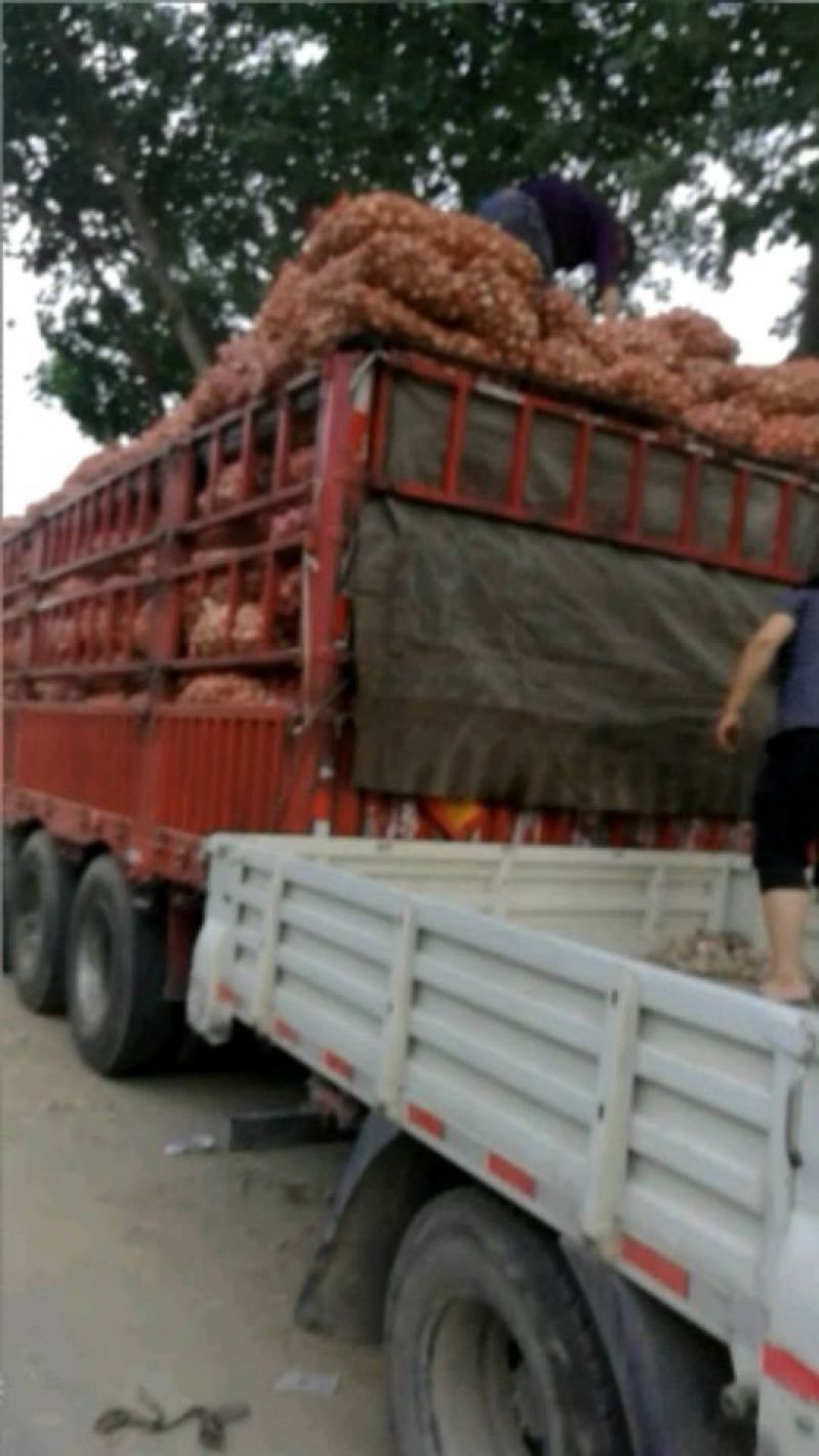【精选】紫皮大蒜，扒皮蒜，产地直供，代发全国，诚信经营。