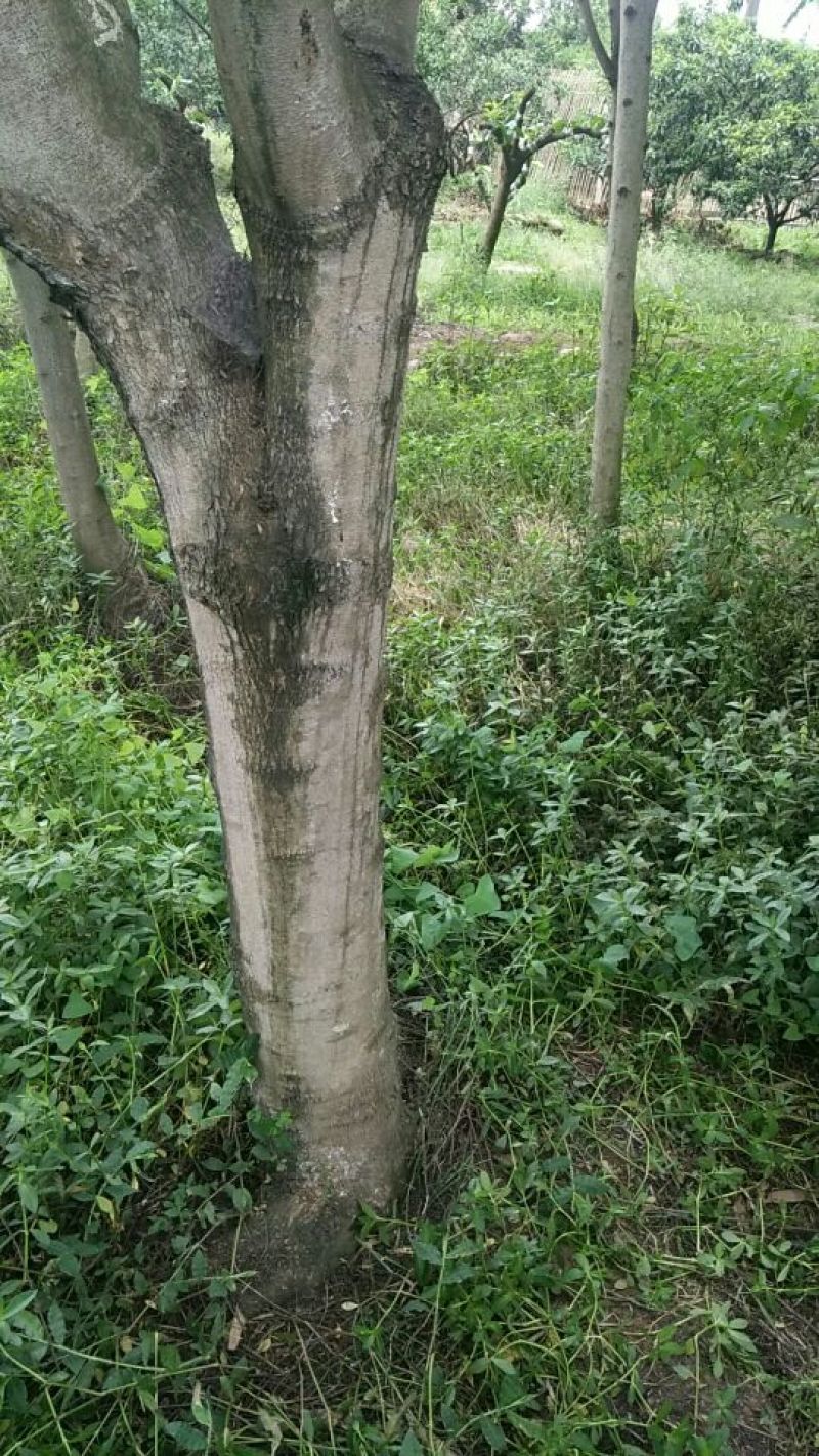 兰花赢