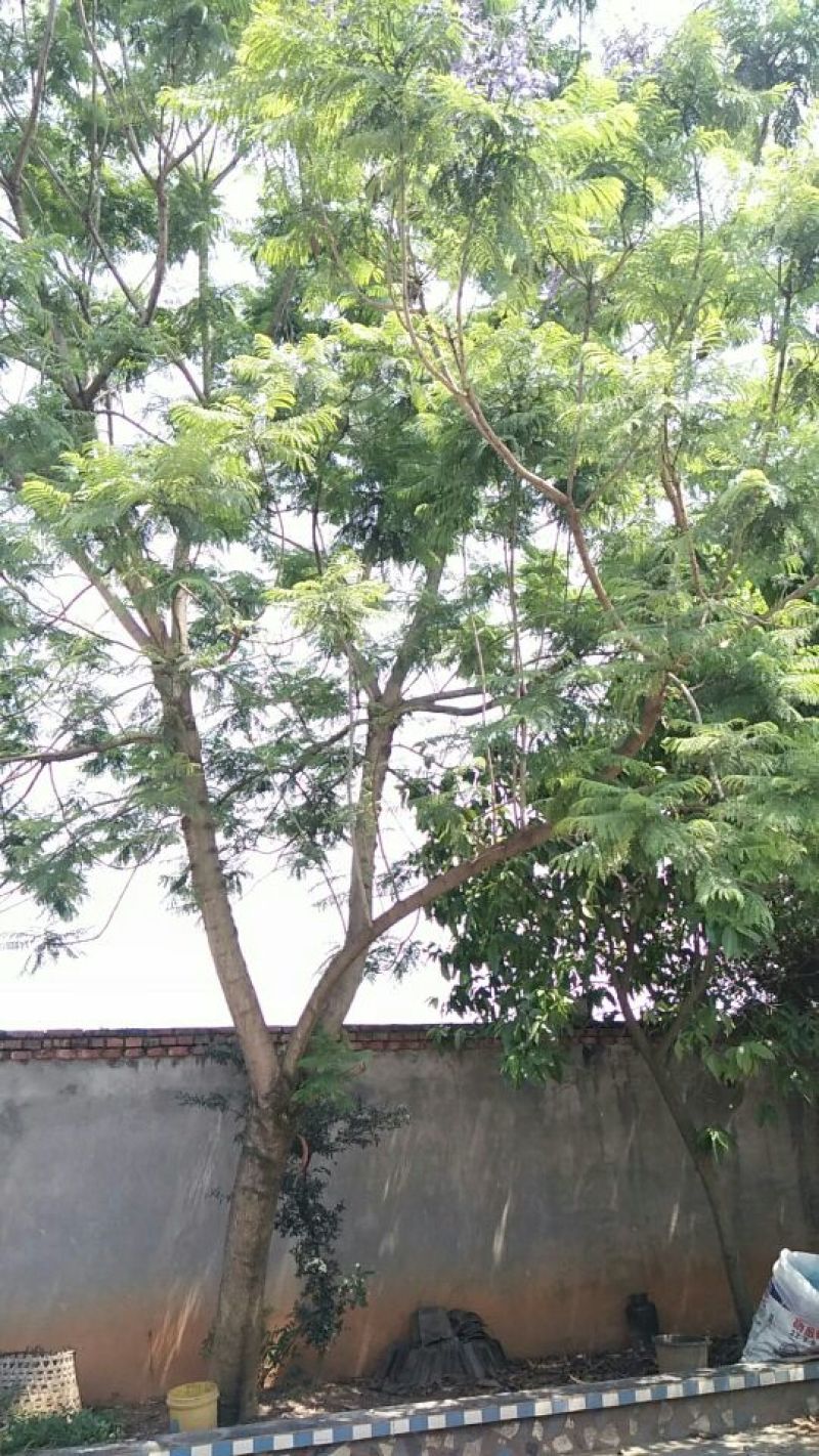 兰花赢